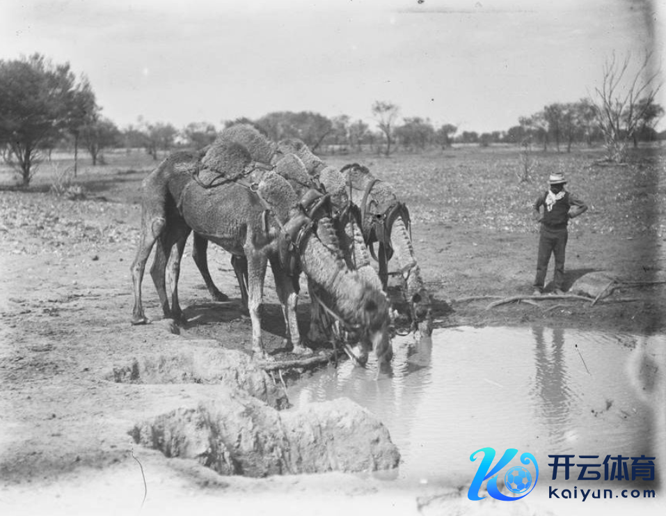 1920年澳大利亚中部,骆驼饮水 图/澳大利亚国度博物馆